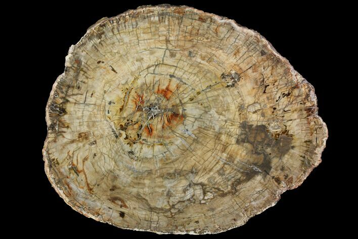 Petrified Wood (Araucaria) Slab - Madagascar #118463
